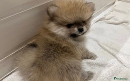 Pomeranian dogs for sale: 2 Pomeranian female puppies available  - Image 2