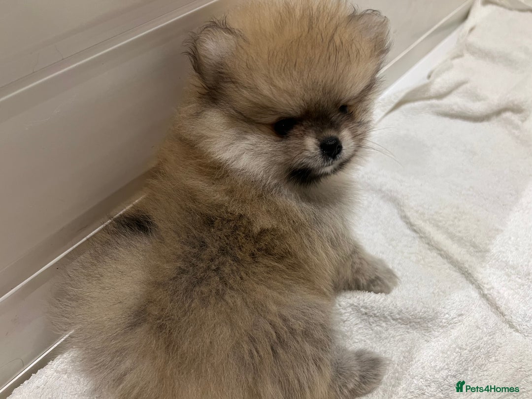 Pomeranian dogs for sale: 2 Pomeranian female puppies available  - Image 2