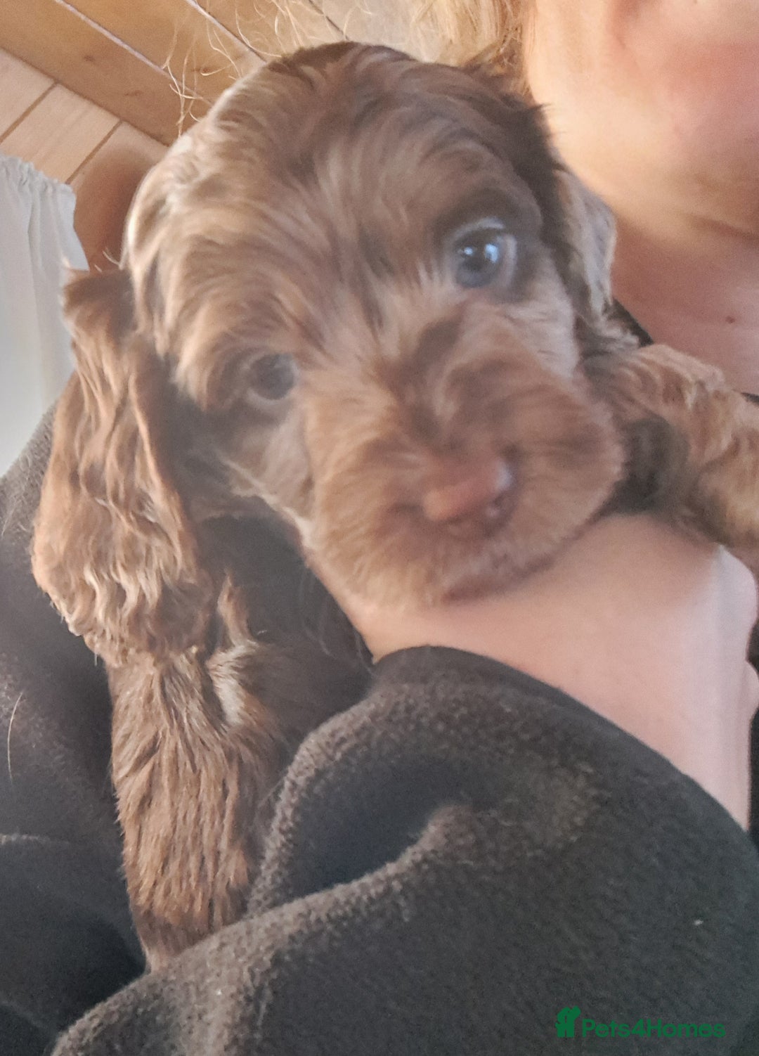 Cockapoo dogs for sale: Toy F1 Cockerpoo last chocolate boy  - Advert 29