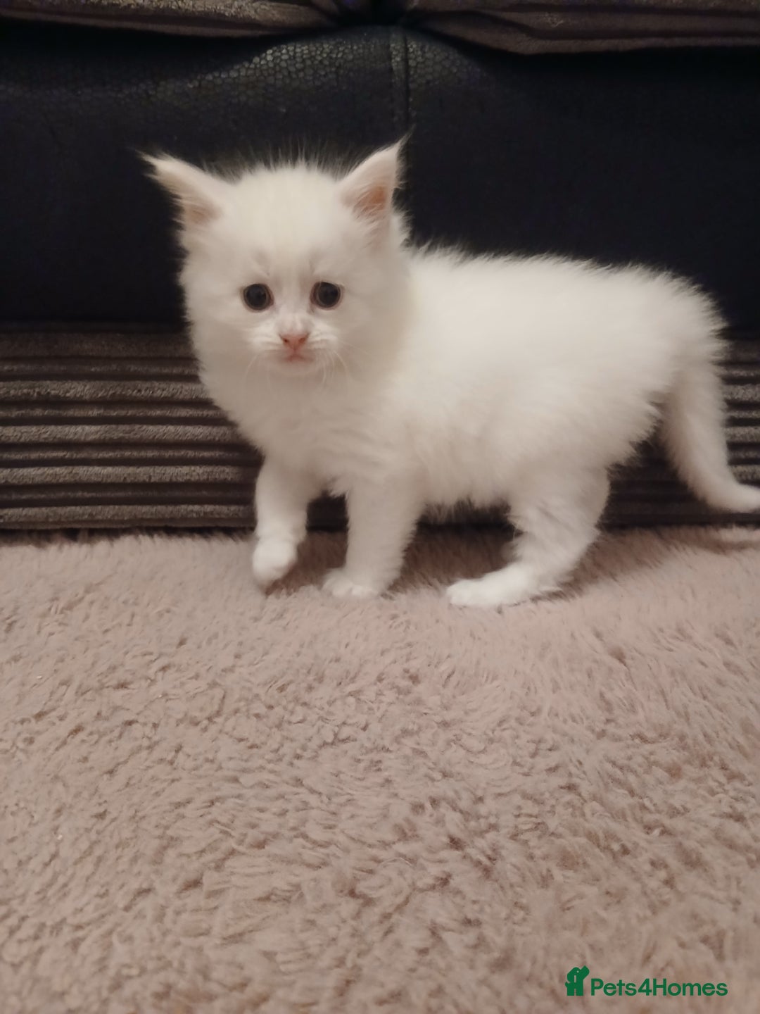 Maine Coon cats for sale: Mainecoon kittens  - Image 18