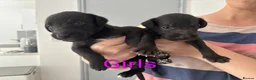 Mixed Breed dogs for sale: 8 Bedlington/Whippet Puppies - Advert 4