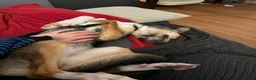 Mixed Breed dogs for adoption: ❤️🐶 ILO – HER BEST YEARS ARE STILL AHEAD in Croydon - Advert 8
