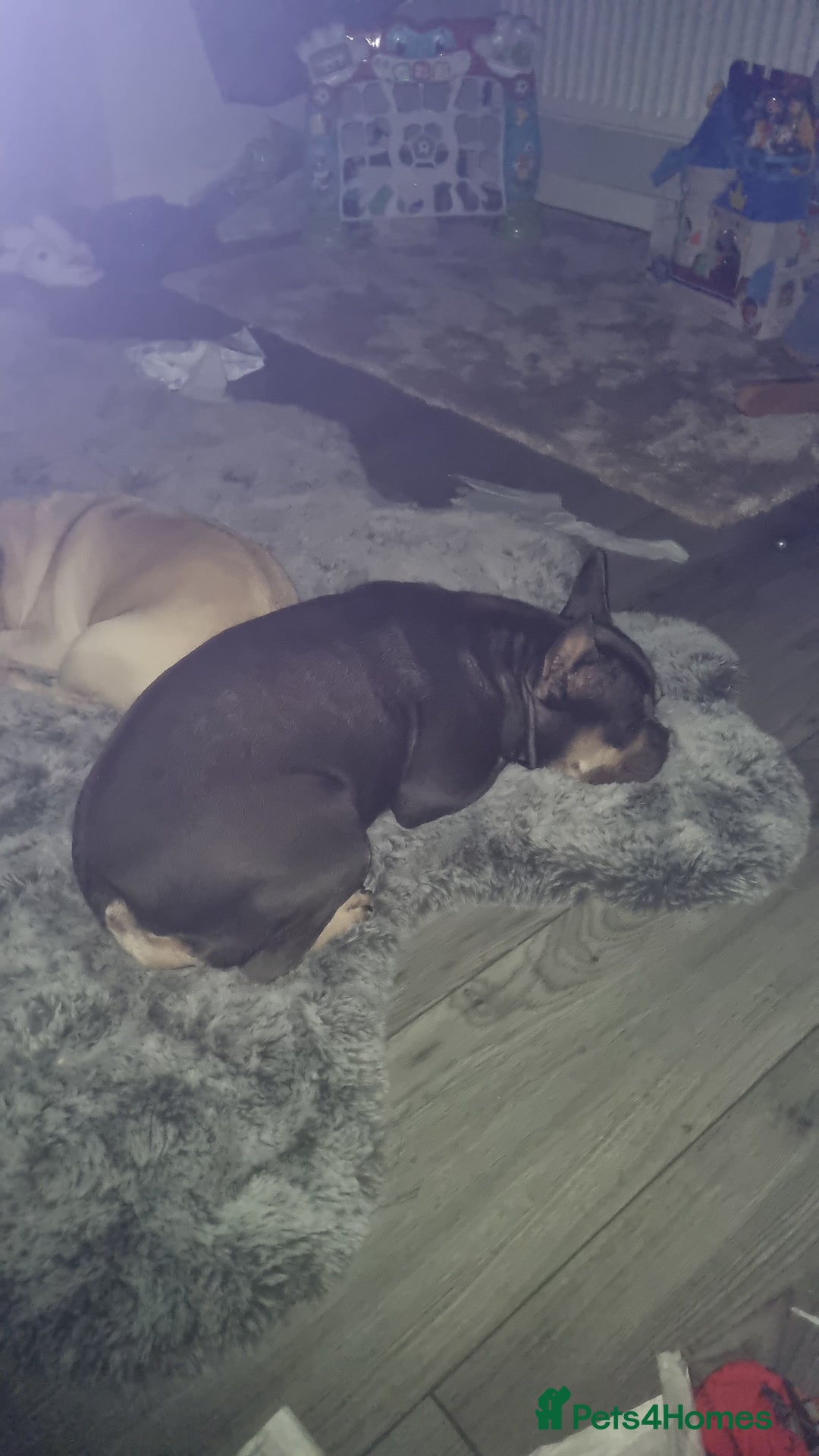 French Bulldog dogs for sale: Frenchbulldog puppies - Advert 2