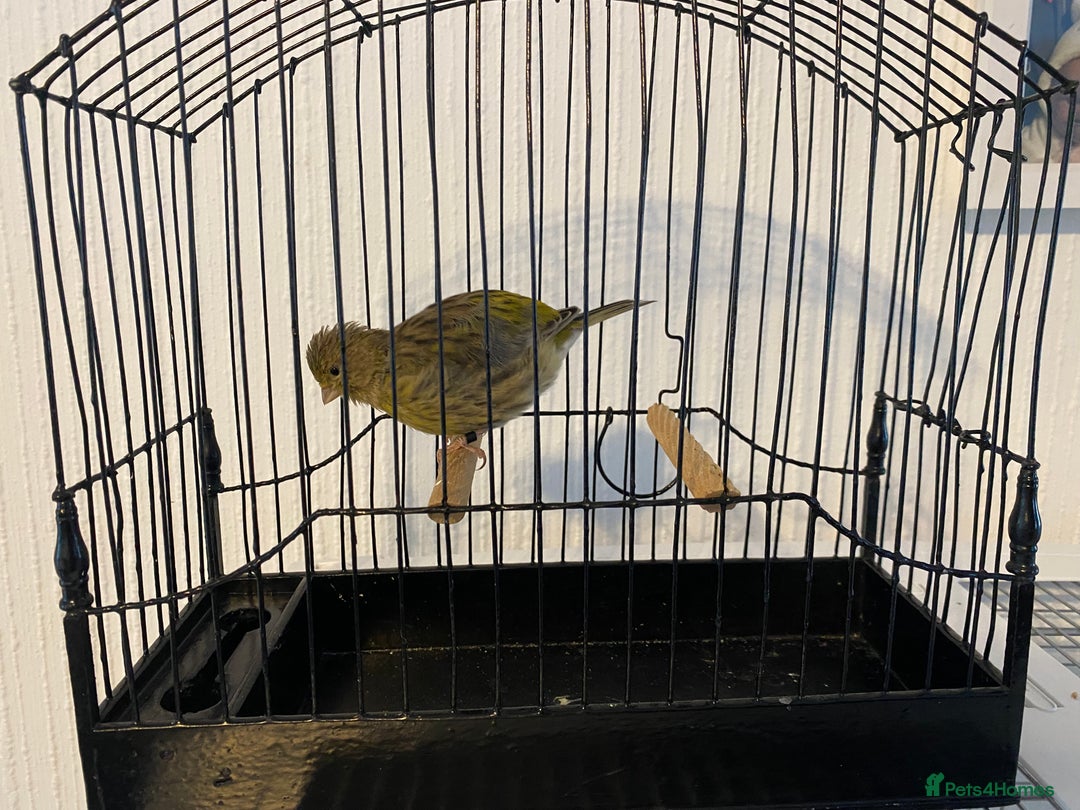 Canaries birds for sale: Fife canaries for sale  - Image 3