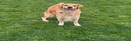 Golden Retriever dogs for stud: Beautiful KC Registered Golden Retriever Stud - Advert 3