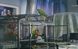 Ringnecks birds for sale: Male indian ringneck  - Image 4