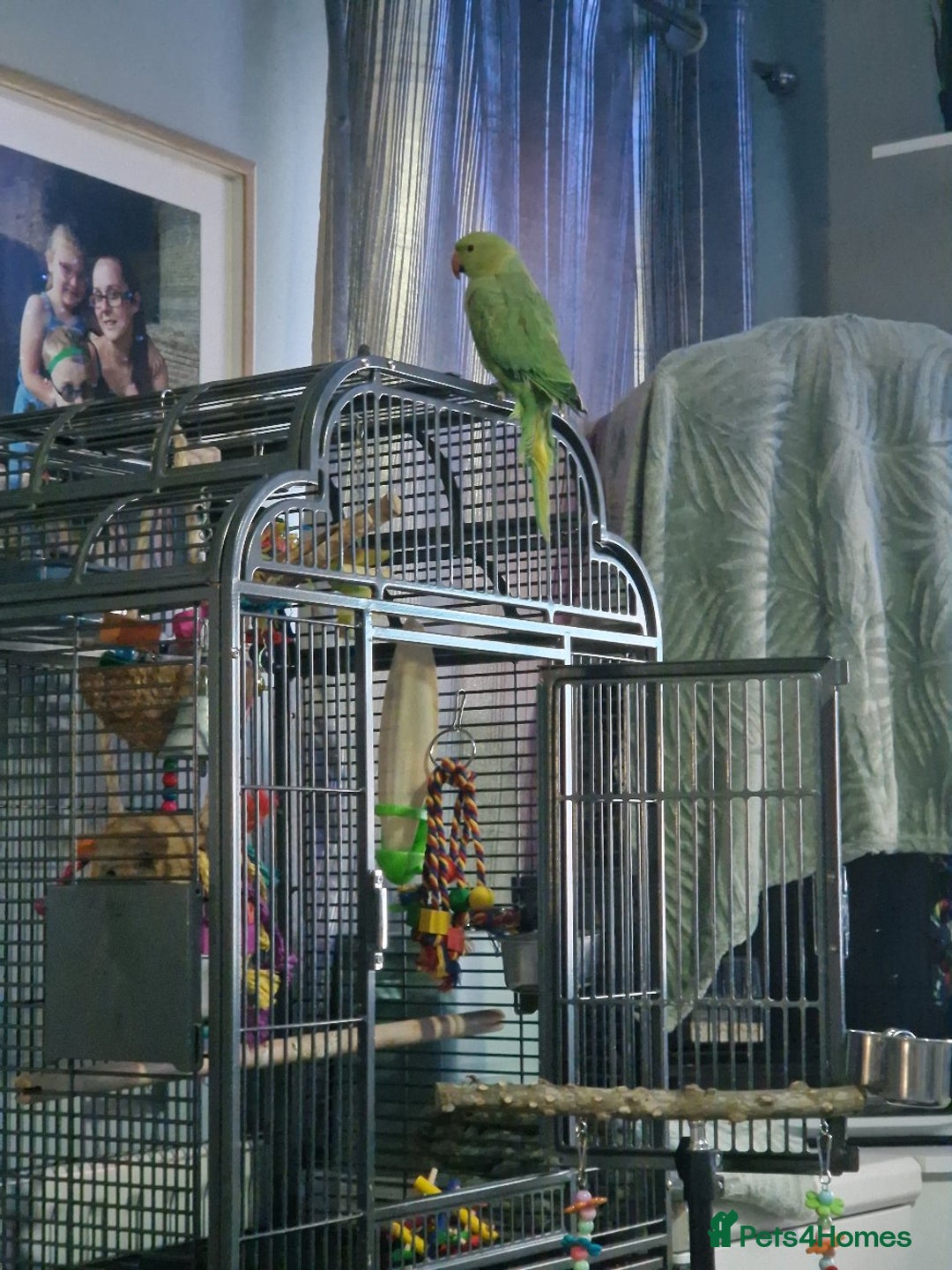 Ringnecks birds for sale: Male indian ringneck  - Image 4