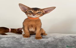 Abyssinian cats for sale: Beautiful Abyssinians kittens - Image 11