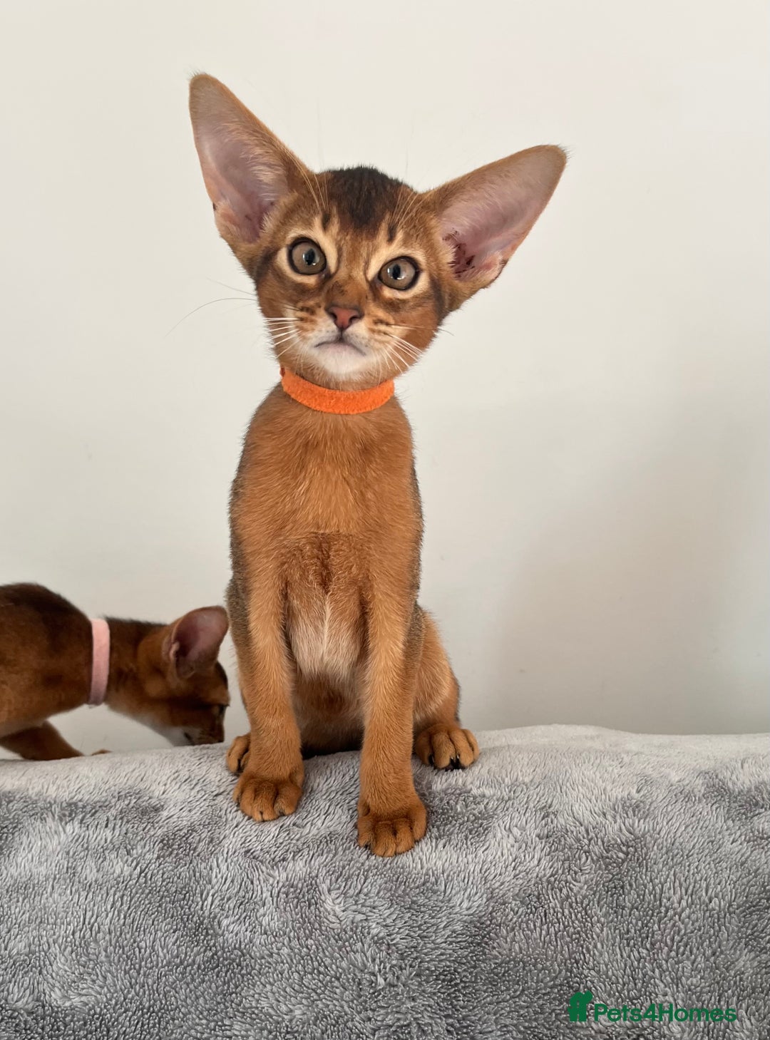 Abyssinian cats for sale: Beautiful Abyssinians kittens - Image 11