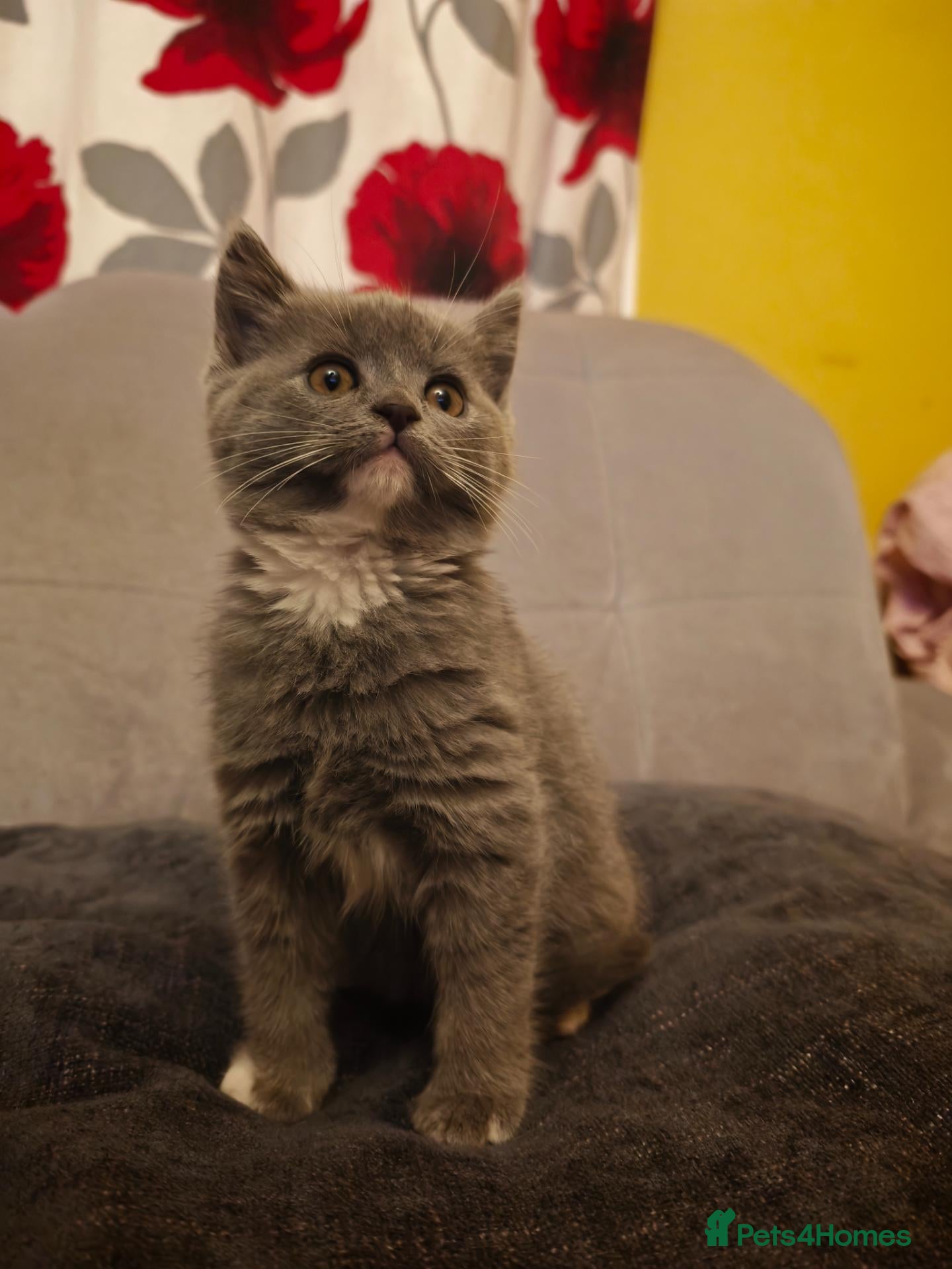 British Shorthair cats 🐾🚨ATTENTION:PROFESSIONAL CUDDLE MONSTERS 🚨🐾 - Advert 1