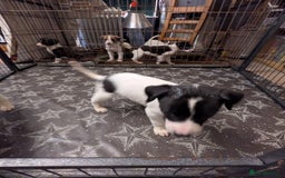 Lurcher dogs for sale: 2 awesome bitch pups left in Truro - Image 4