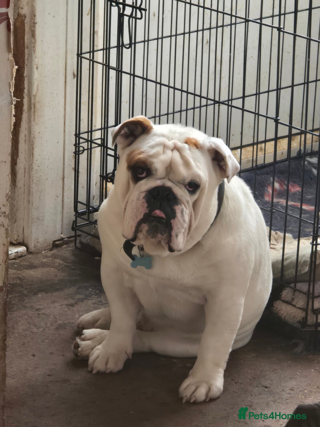 English Bulldog dogs for sale: 4 year old male english bulldog  - Advert 5