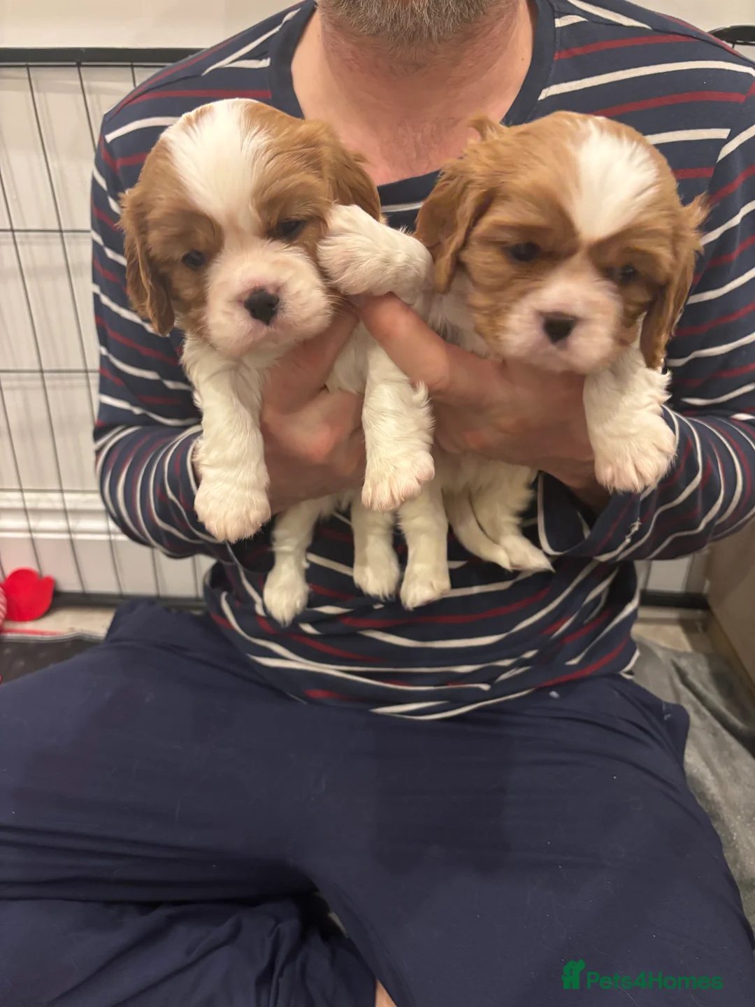 Cavalier King Charles Spaniel dogs for sale: DNA  health tested cavalier King Charles spaniel  - Advert 1