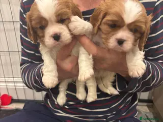 Cavalier King Charles Spaniel dogs DNA health tested cavalier King Charles spaniel - Advert 1