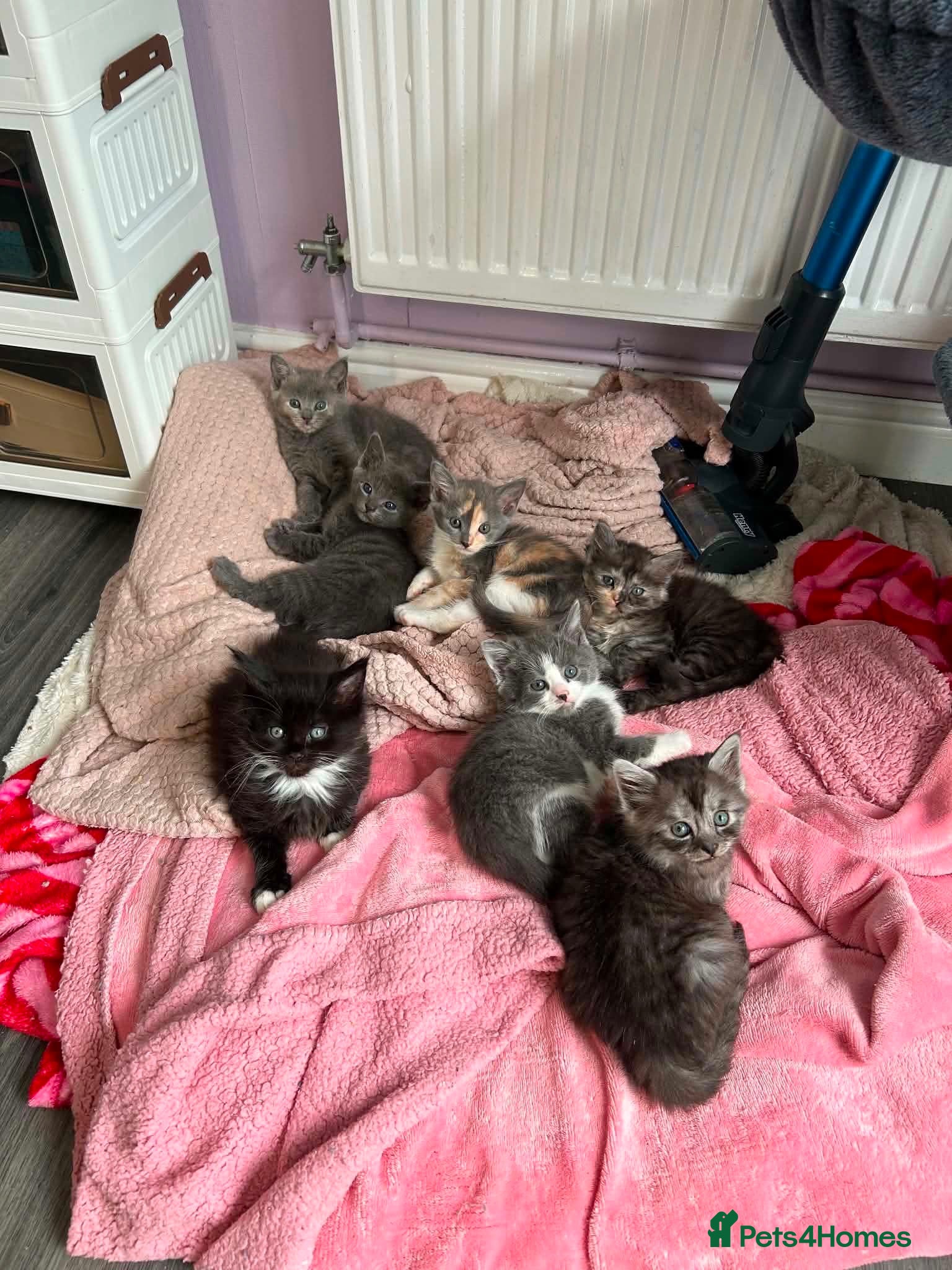 Maine Coon cats ❤️Reduced maincoon kittens ❤️ - Advert 2