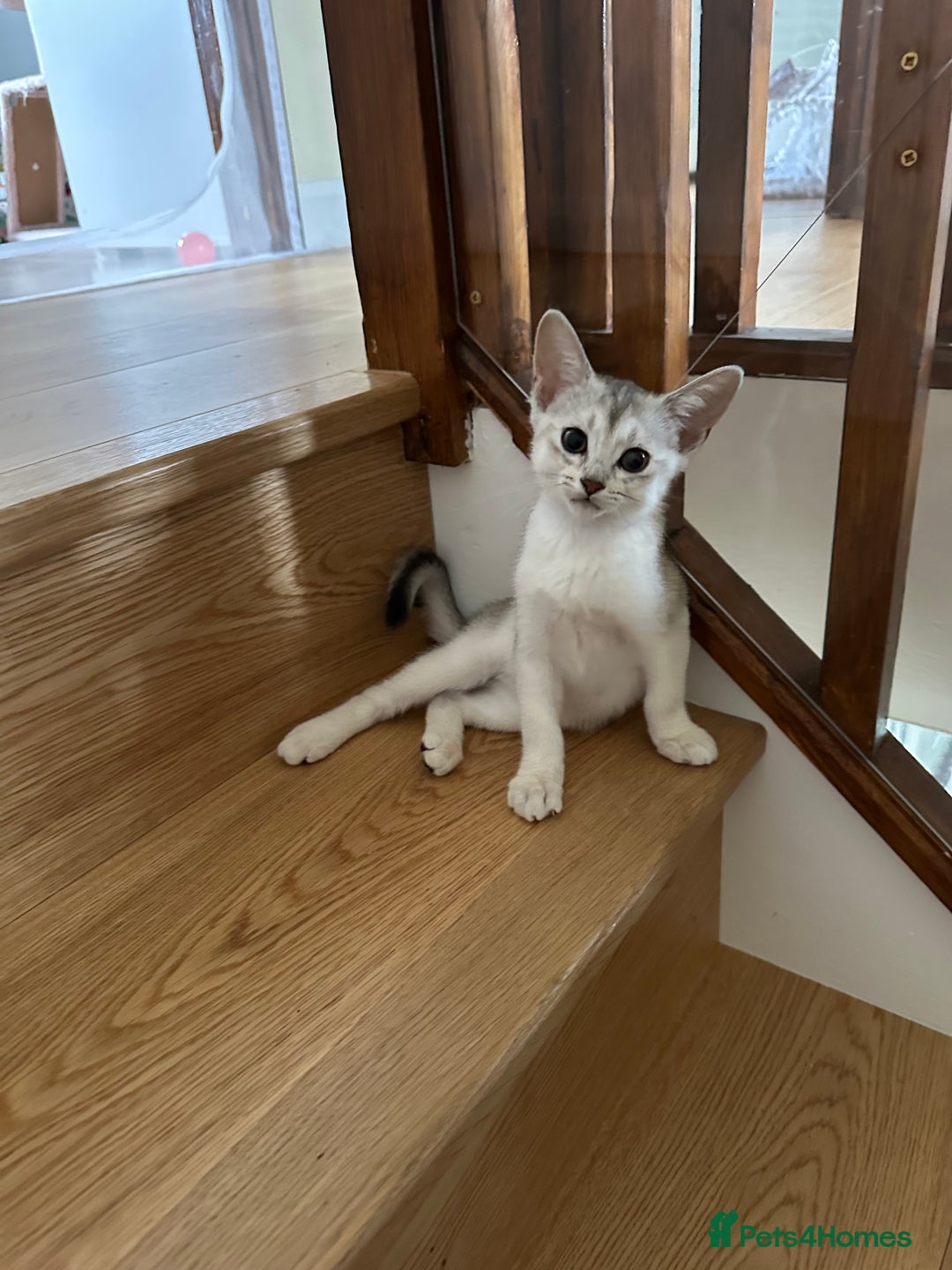 Abyssinian cats for sale: Pedigree Silver Abyssinian kittens - Image 13