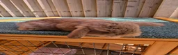 Mini Lop rabbits for sale: 2 x baby rabbits availiable (read description) - Advert 3