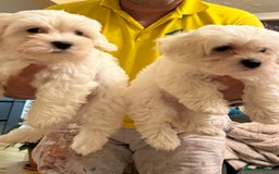Bichon Frise dogs for sale: Bichon frise  - Image 4