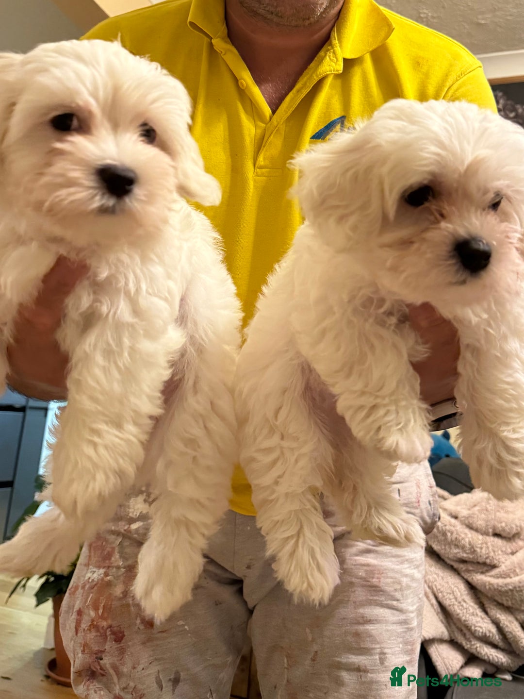 Bichon Frise dogs for sale: Bichon frise  - Image 4