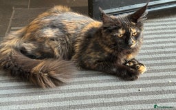 Maine Coon cats for sale: Pure Breed Female Maine Coon Available  in Paisley - Image 3