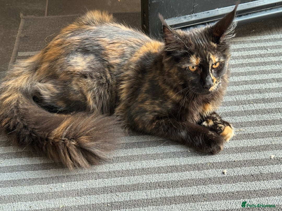 Maine Coon cats for sale: Pure Breed Female Maine Coon Available  in Paisley - Image 3
