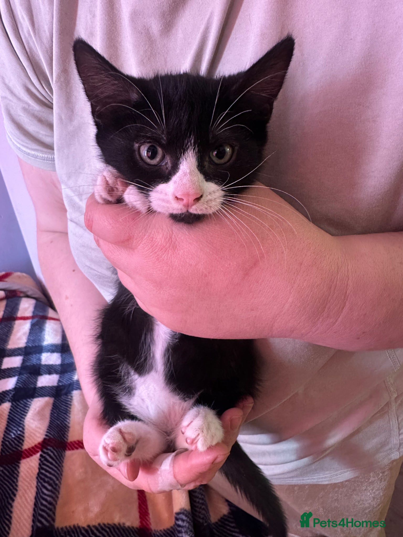 Domestic Shorthair cats for sale: Black & white kittens For Sale in London - Advert 5