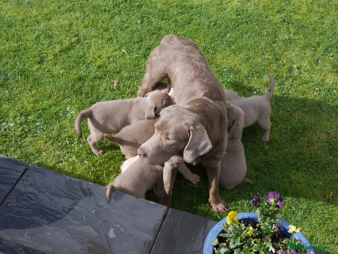 Labrador Retriever dogs for sale: Stunning Health Tested Silver Labrador Puppies - Advert 16