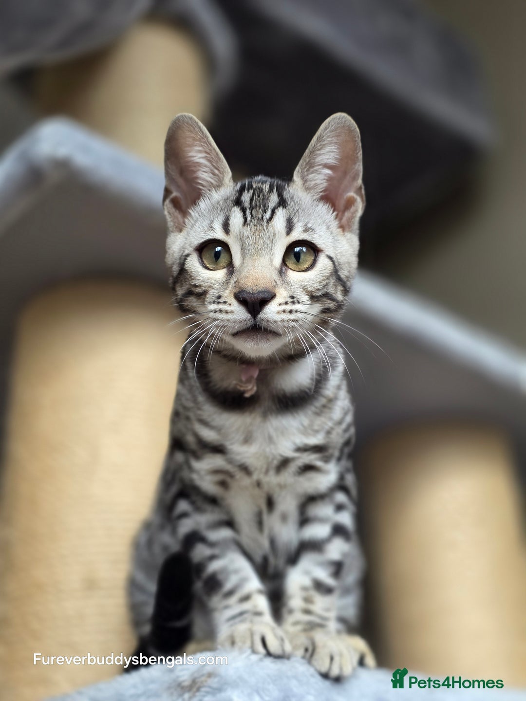 Bengal cats for sale: Bengal Kitten 2 - Outstanding Silver Rosetted Tica Bengal Kittens  - Image 13