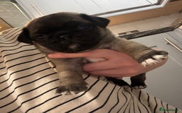 Mixed Breed dogs for sale: Pug X puppies for sale-  1 girl 1 boy - Image 16