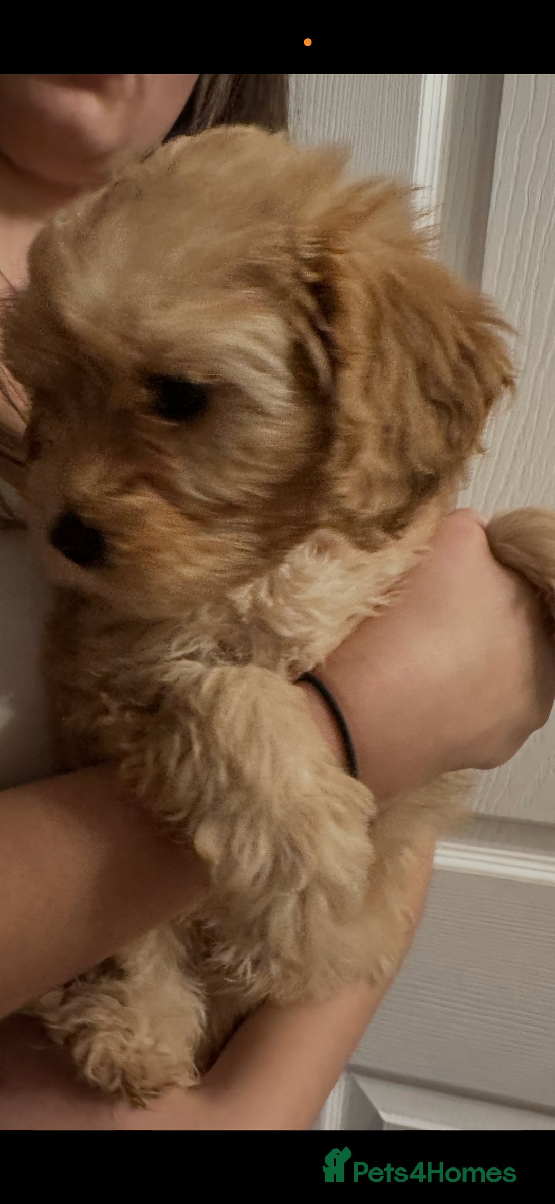 Cavapoo dogs for sale: Beautiful litter of cavapoos  - Advert 12