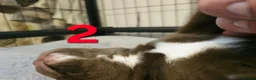 Mixed Breed dogs for sale: F1 BULLADOR PUPPIES - Advert 13