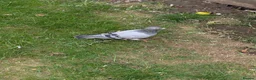 Pigeons birds for sale: Pigeons Mixed Variety  in Ashford - Advert 7
