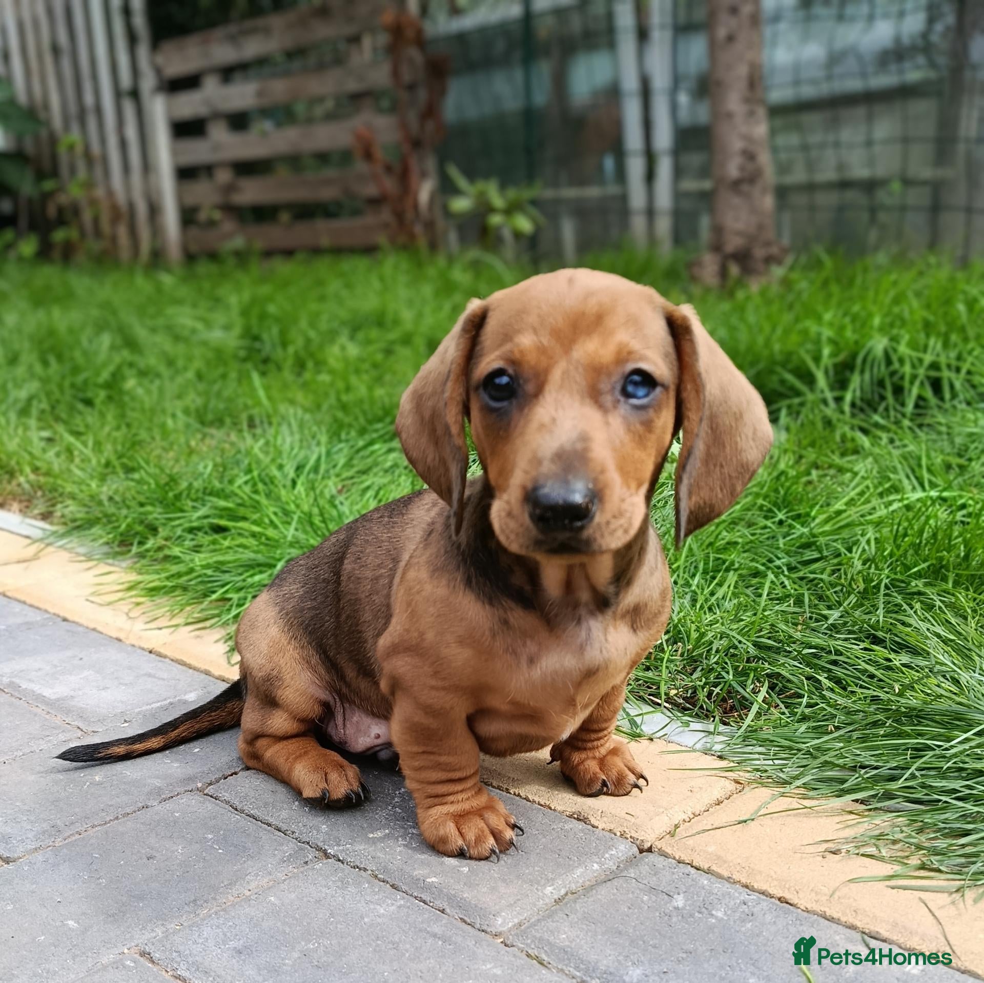 Dachshund dogs Champion Bloodline Standard Dachshund  - Advert 2