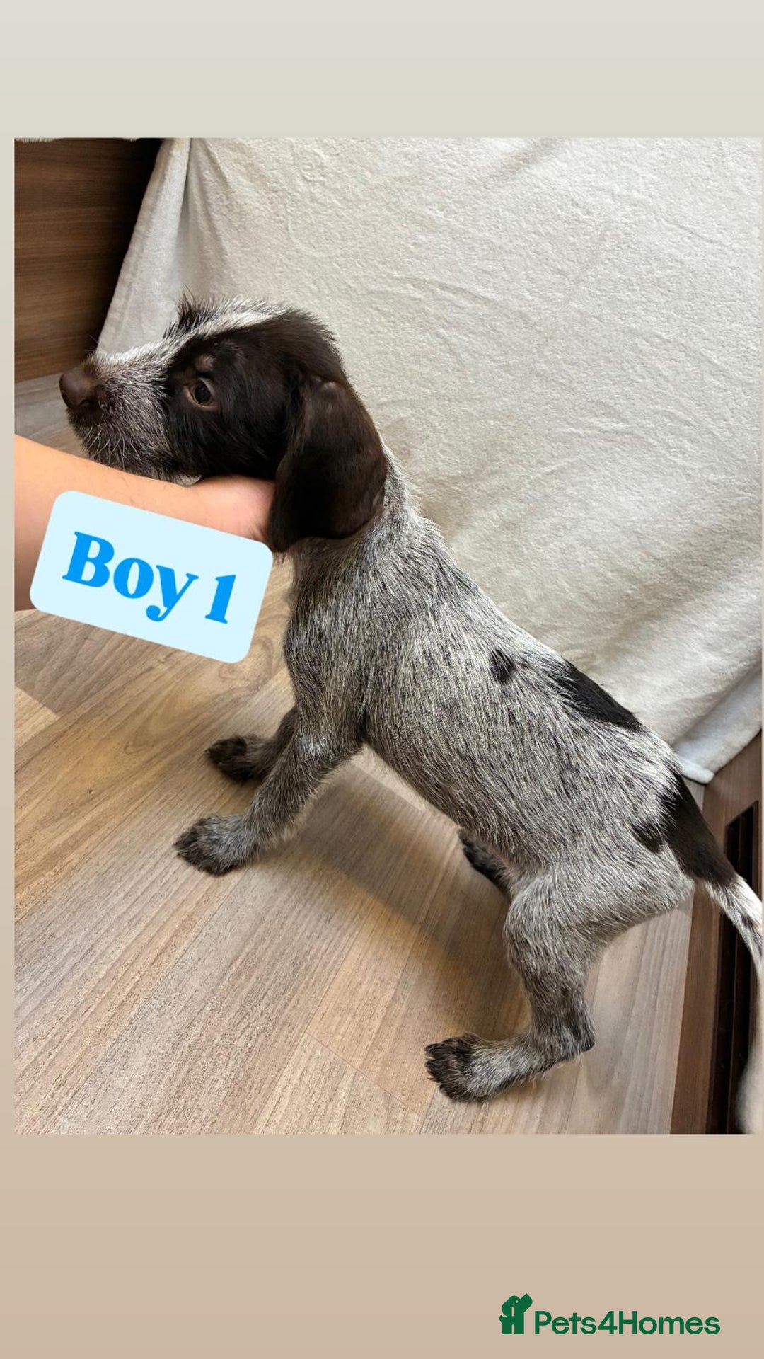 German Wirehaired Pointer dogs for sale: German wire hair pointers for sale - Advert 12