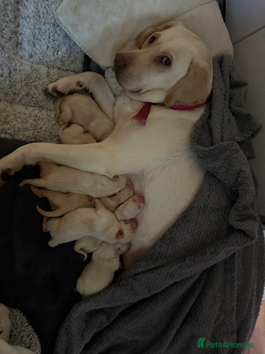 Labrador Retriever dogs for sale: Labrador puppys - Advert 2