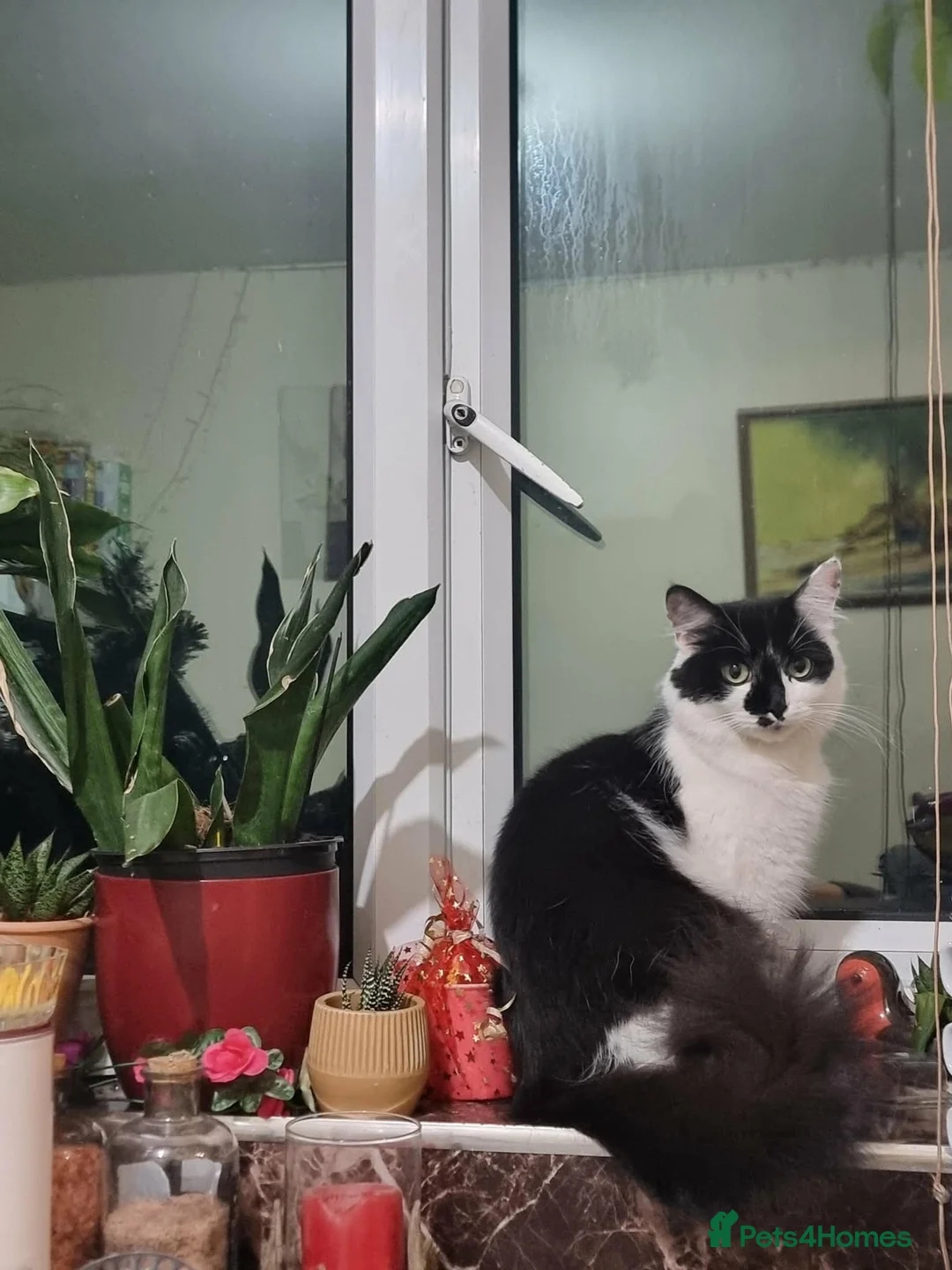 Mixed Breed cats for sale: Beautiful Maine Coon mix kittens  - Advert 9