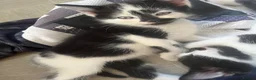 Mixed Breed cats for sale: Female kittens in Didcot - Advert 3