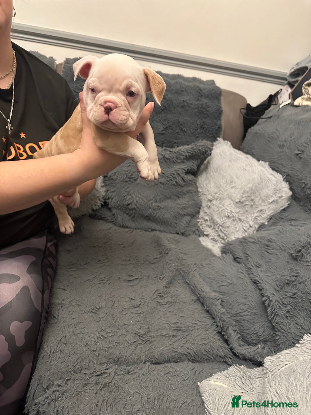 American Bully dogs for sale: ABKC REGISTERED Pocket Exotic/Extreme Bully PUPS! - Advert 10