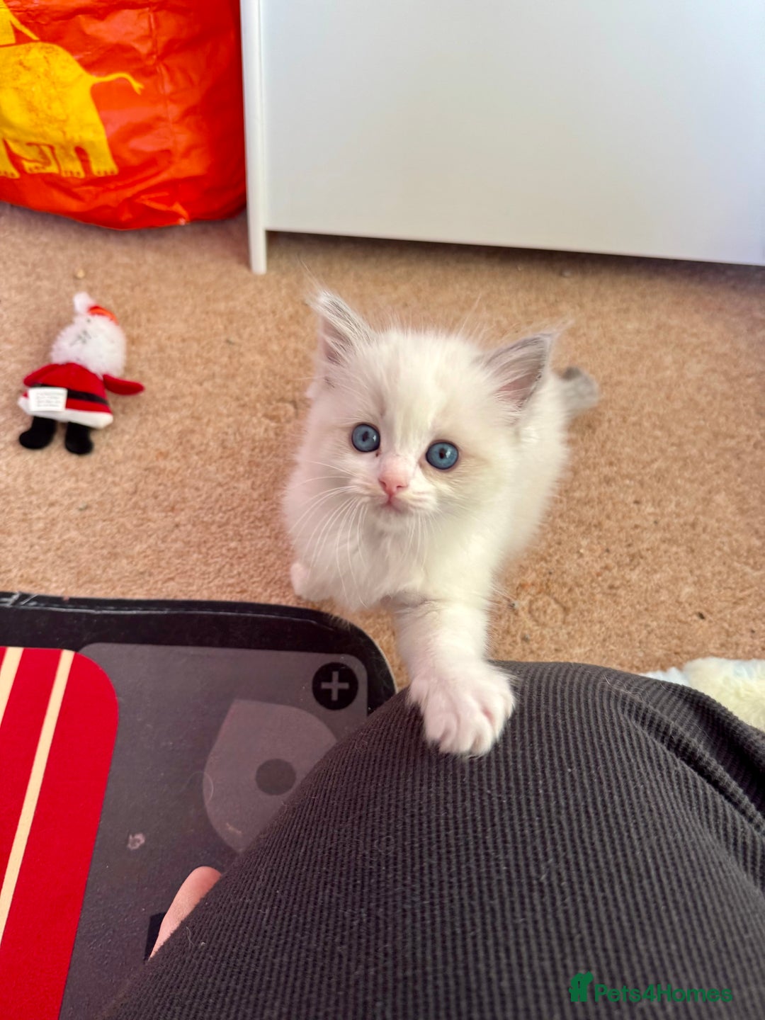 Ragdoll cats for sale: Beautiful Registered Ragdoll Kittens Available  - Advert 29
