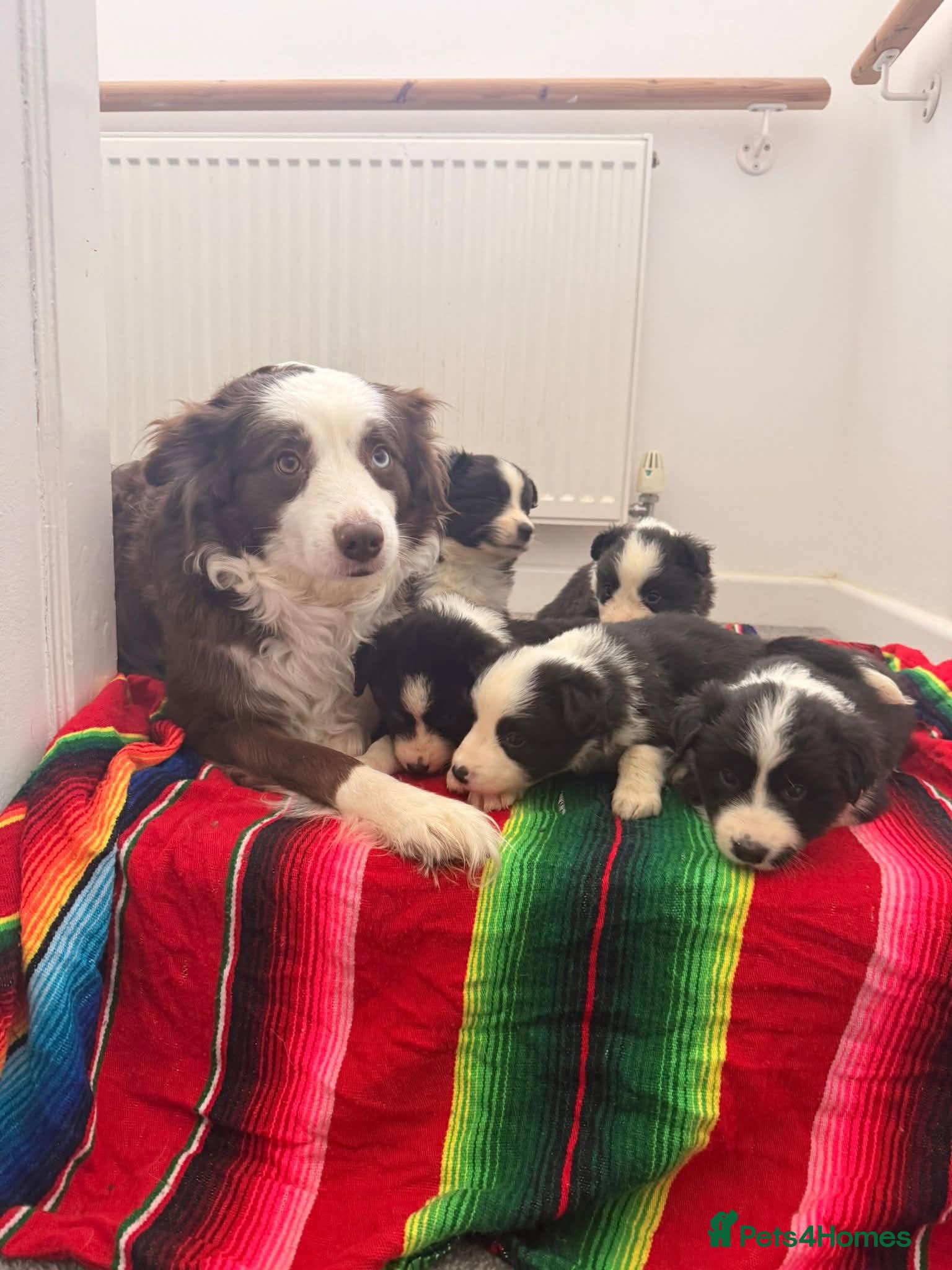 Border Collie dogs Gorgeous Border Collie Puppies  - Advert 1