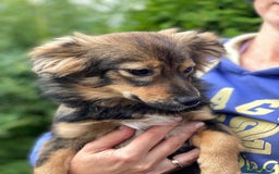 Mixed Breed dogs for adoption: 💖🐶 LESYA 🐶💖 - Image 10