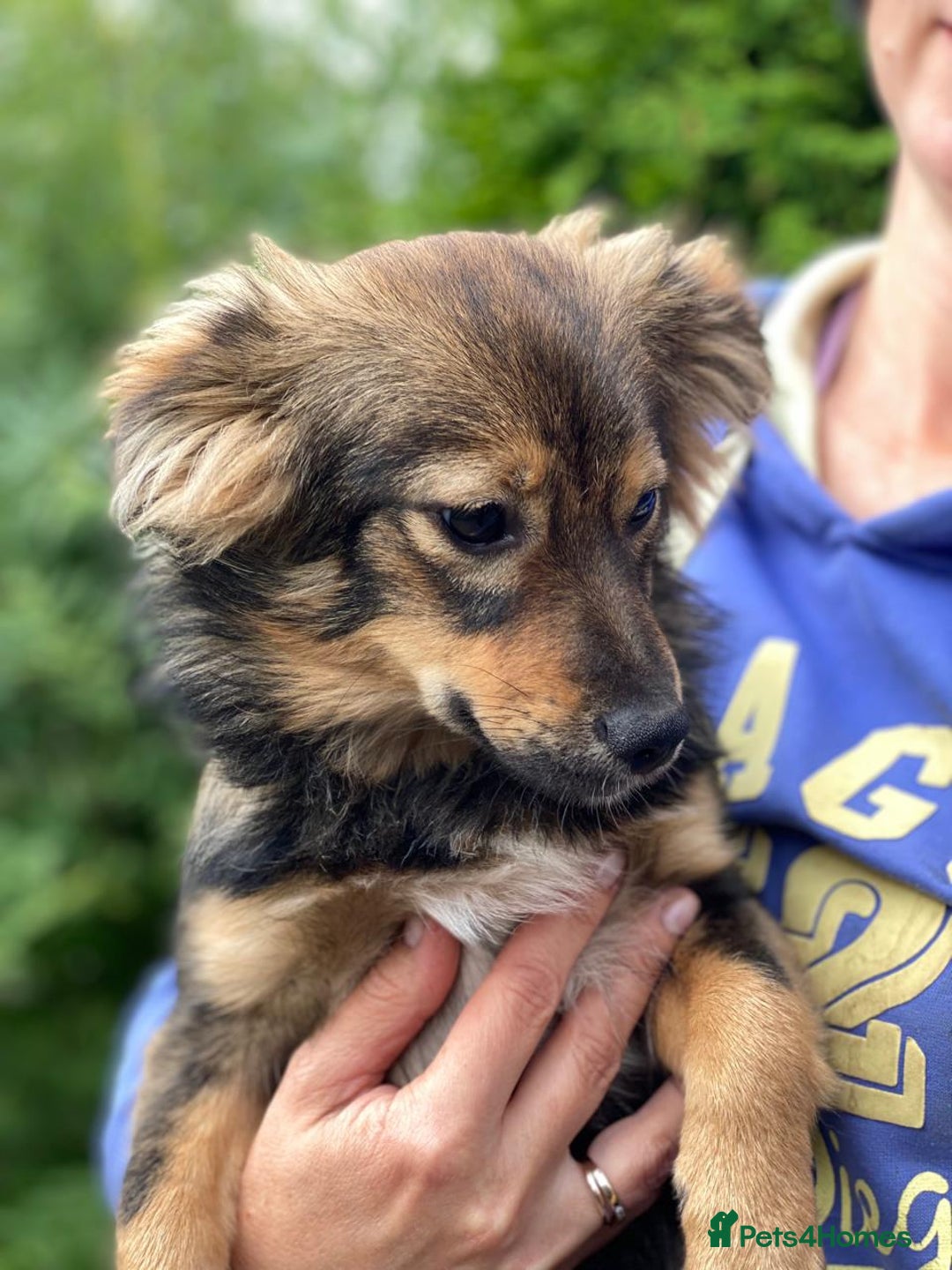 Mixed Breed dogs for adoption: 💖🐶 LESYA 🐶💖 - Image 10