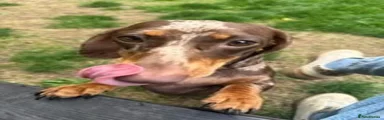 Miniature Dachshund 1