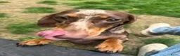 Miniature Dachshund dogs for sale: Chocolate and Tan Dapple Female - Advert 2