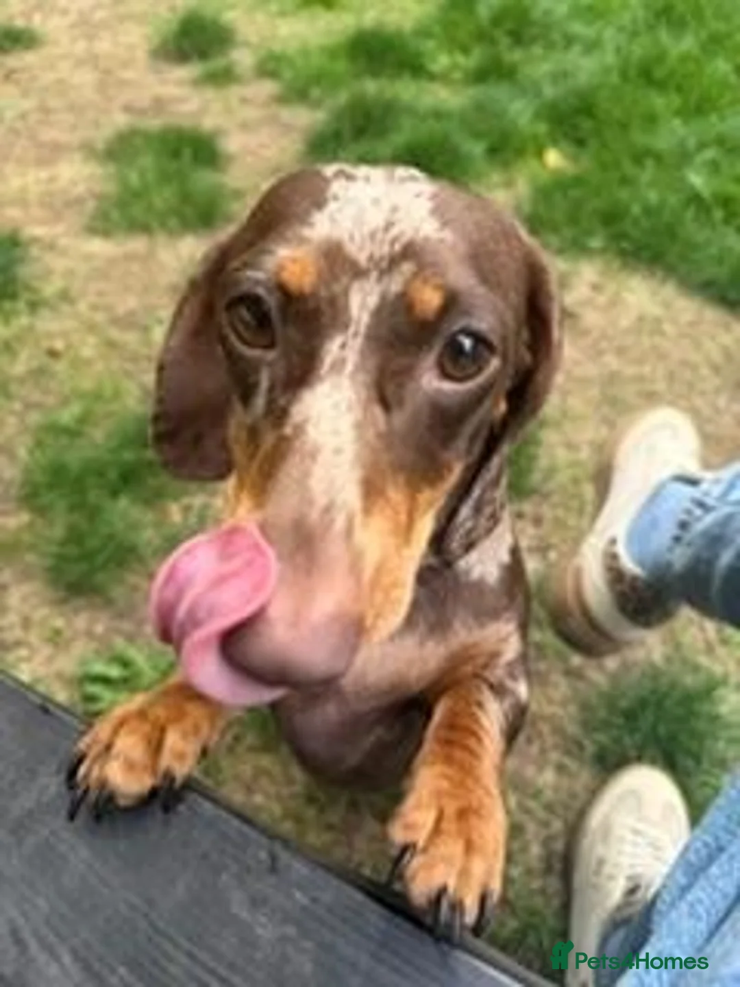 Miniature Dachshund dogs for sale: Chocolate and Tan Dapple Female - Advert 2