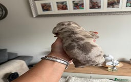 Dachshund dogs for sale: Beautiful litter of dachshund puppy’s  - Image 3
