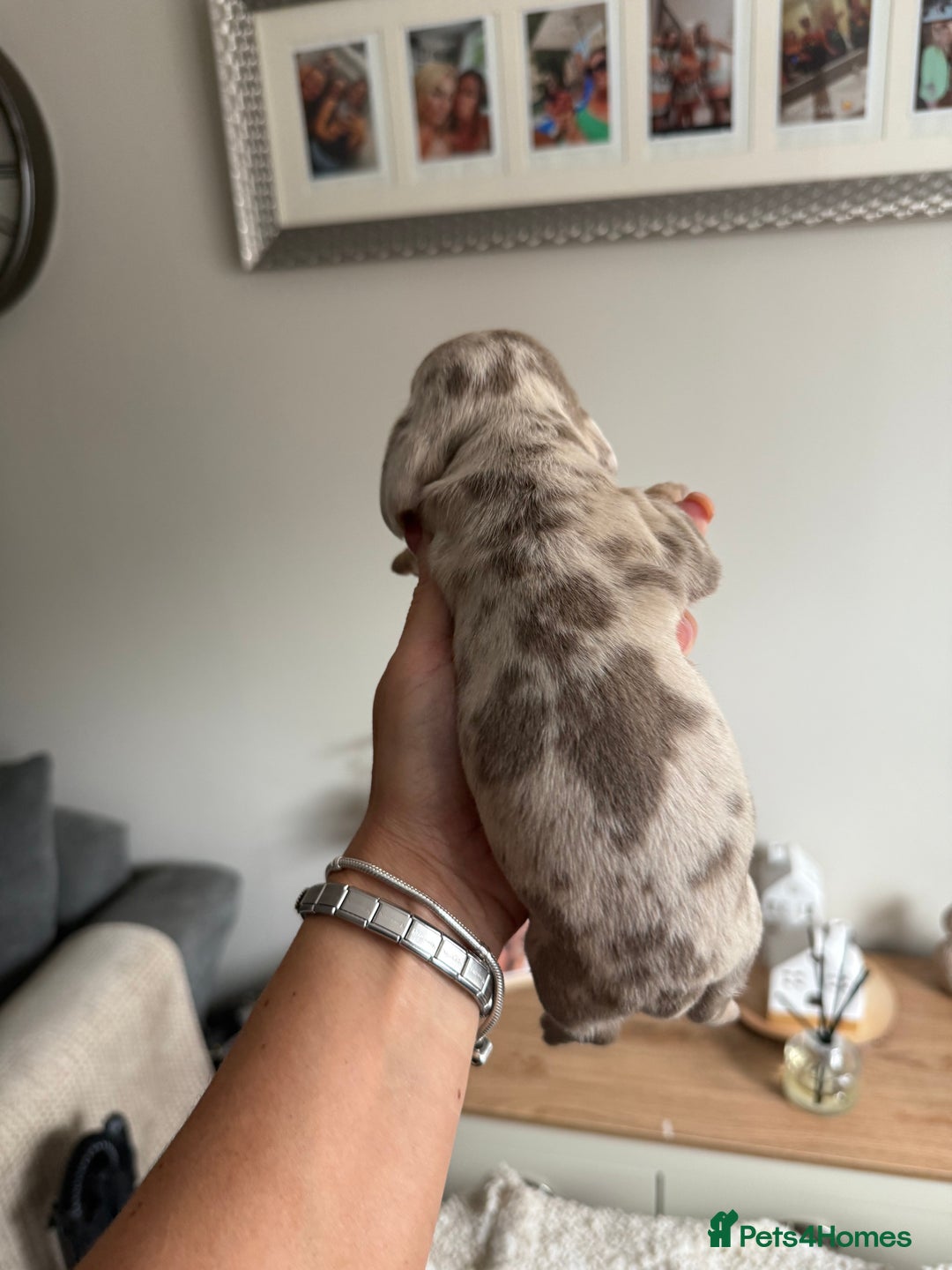 Dachshund dogs for sale: Beautiful litter of dachshund puppy’s  - Image 3