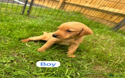 Labrador Retriever dogs for sale: Labrador Retriever Puppies  - Image 3