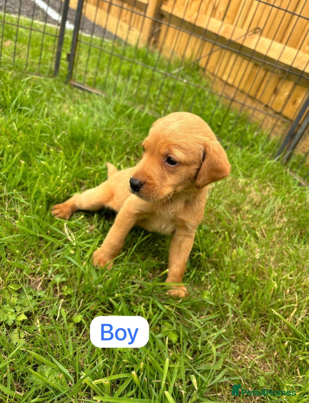 Labrador Retriever dogs for sale: Labrador Retriever Puppies  - Image 3