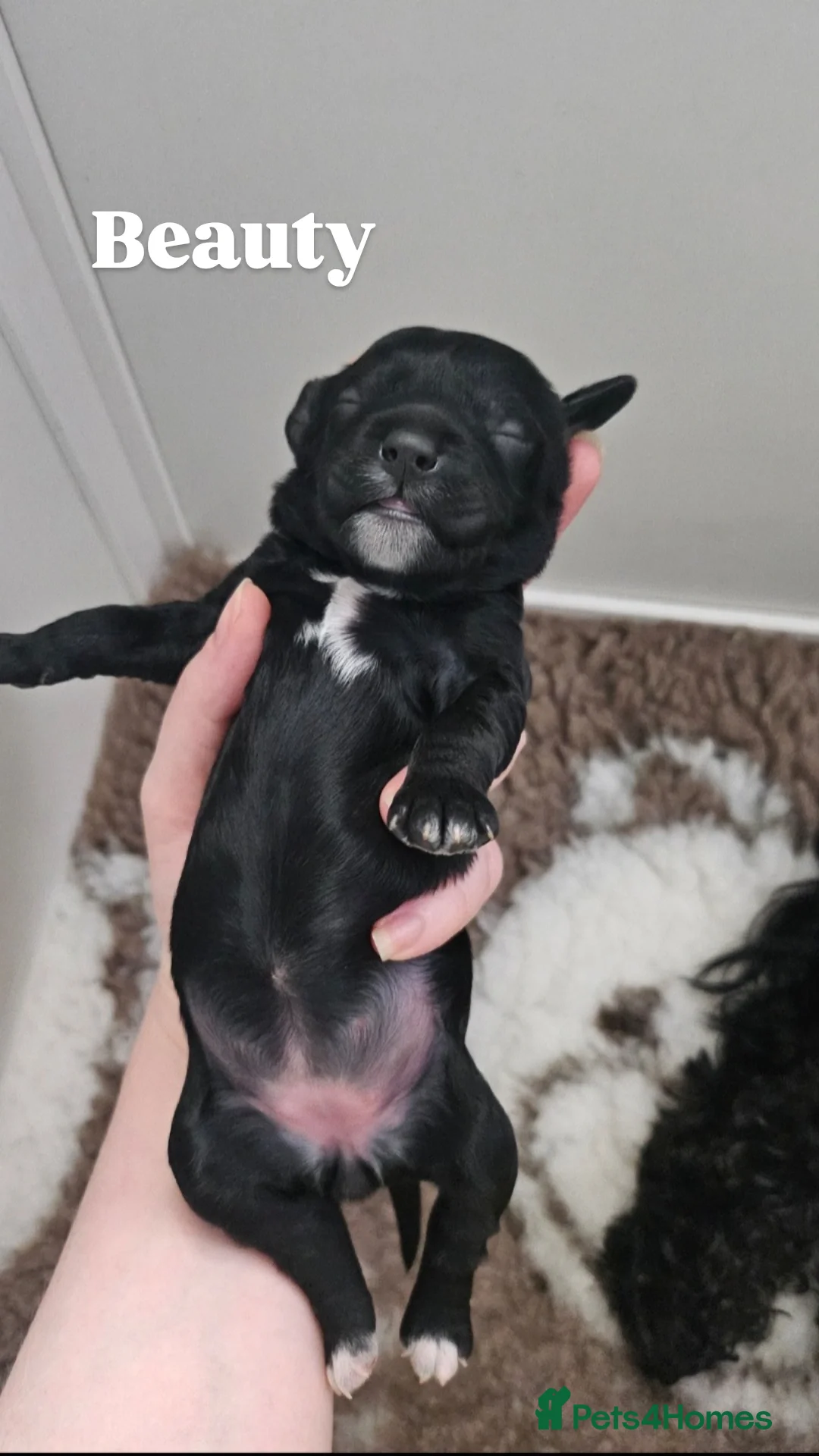 Cavapoo dogs for sale: Gorgeous F1b Toy Cavapoo Babies   - Advert 31